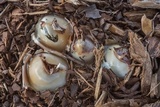 Phallus hadriani image