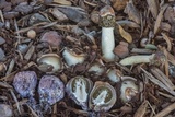 Phallus hadriani image