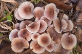 Mycena zephirus image