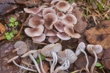 Mycena zephirus image