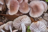 Mycena zephirus image