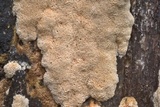 Oxyporus latemarginatus image