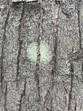 Lecanora thysanophora image