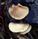 Crepidotus crocophyllus image