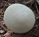 Amanita polypyramis image