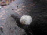 Hohenbuehelia grisea image