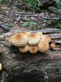 Pholiota squarrosa image