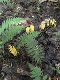 Clavulinopsis fusiformis image