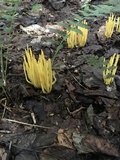 Clavulinopsis fusiformis image