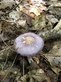 Cortinarius iodes image