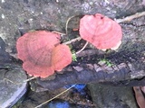 Pycnoporus sanguineus image