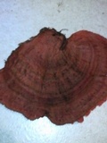 Earliella scabrosa image