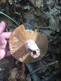 Lactifluus corrugis image