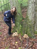 Grifola frondosa image