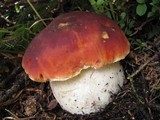 Boletus rubriceps image