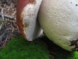 Boletus rubriceps image