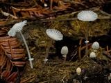 Coprinopsis ephemeroides image