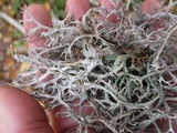 Pseudevernia consocians image