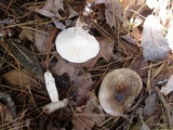 Hygrophorus fuligineus image