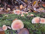 Hypholoma capnoides image