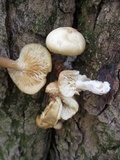 Hypsizygus marmoreus image