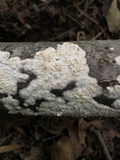 Irpex lacteus image