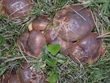 Suillus luteus image