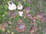 Suillus luteus image