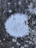 Pertusaria amara f. amara image