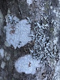 Pertusaria amara f. amara image