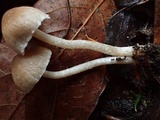 Psathyrella noli-tangere image