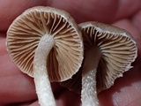 Psathyrella noli-tangere image