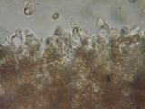 Psathyrella noli-tangere image