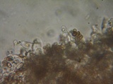 Psathyrella noli-tangere image