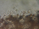 Psathyrella noli-tangere image