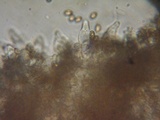 Psathyrella noli-tangere image