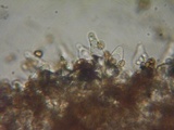 Psathyrella noli-tangere image
