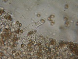 Psathyrella noli-tangere image