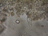 Psathyrella noli-tangere image
