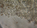 Psathyrella noli-tangere image