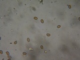 Psathyrella noli-tangere image