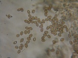 Psathyrella noli-tangere image