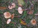 Rhodocollybia butyracea image