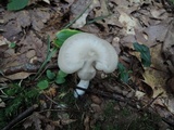 Entoloma griseum image