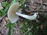 Entoloma griseum image