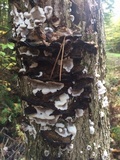 Bjerkandera adusta image