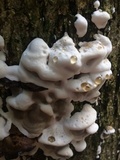 Bjerkandera adusta image