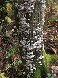 Bjerkandera adusta image