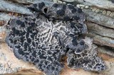 Umbilicaria krascheninnikovii image