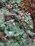 Dibaeis baeomyces image